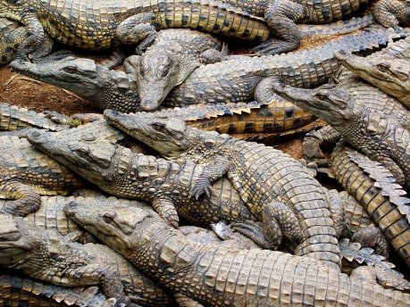 Image result for крокодилы